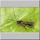 Braconidae sp - Brackwespe 09c 6mm.jpg